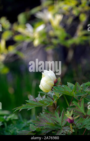 Paeonia suffruticosa, helle gelbe Blume, creme Blume, Baum Pfingstrose, Frühling, Garten, Gärten, RM Floral Stockfoto