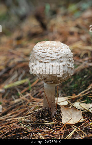 Chlorophyllum Olivieri, ehemals Macrolepiota Olivieri, wie Safran-schirmpilz bekannt, wilde essbare Pilze aus Finnland Stockfoto