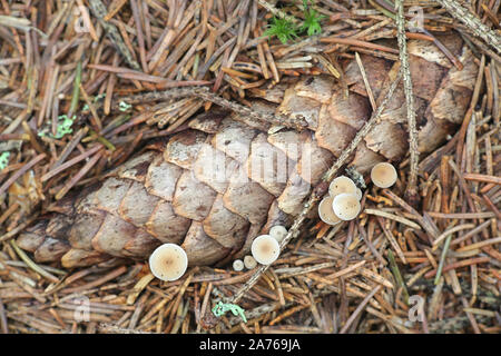 Baeospora myosura, wie conifercone Gap genannt, wächst aus einer Fichte Kegel in Finnland Stockfoto