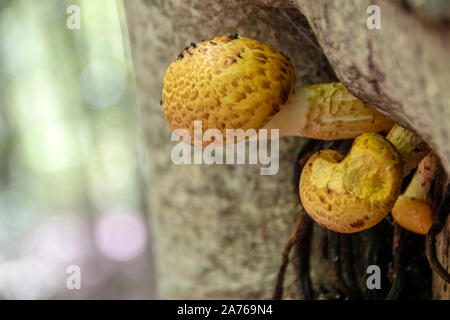 Pilze wachsen auf einem Baumstamm im Nationalpark Abruzzen, Italien Stockfoto