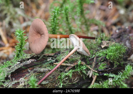 Mycetinis scorodonius, wie der Knoblauch - duftender Pilz oder Vampire bane bekannt, wild wachsenden in Finnland Stockfoto