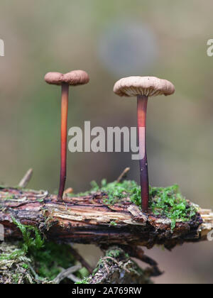 Mycetinis scorodonius, wie der Knoblauch - duftender Pilz oder Vampire bane bekannt, wild wachsenden in Finnland Stockfoto