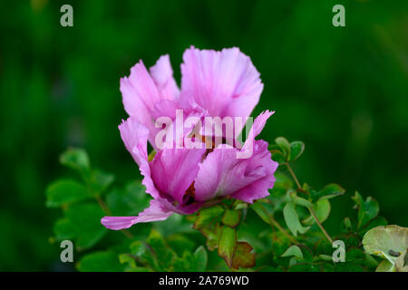 Baumpäonie Leda, Paeonia lutea hybride Leda, Rosa einzelne Blume, Blumen, Blüte, mehrjährig, Bett, Grenze, duftende, RM Floral Stockfoto