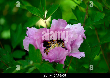 Paeonia Rockii grauen Kran, Hui He Päonien, Pfingstrosen, Rosa einzelne Blume, Blumen, Blüte, mehrjährig, Bett, Grenze, duftende, RM Floral Stockfoto