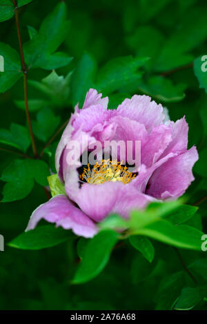 Paeonia Rockii grauen Kran, Hui He Päonien, Pfingstrosen, Rosa einzelne Blume, Blumen, Blüte, mehrjährig, Bett, Grenze, duftende, RM Floral Stockfoto