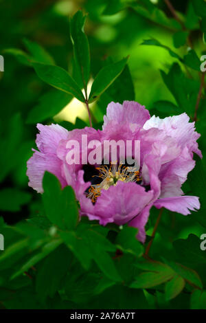 Paeonia Rockii grauen Kran, Hui He Päonien, Pfingstrosen, Rosa einzelne Blume, Blumen, Blüte, mehrjährig, Bett, Grenze, duftende, RM Floral Stockfoto