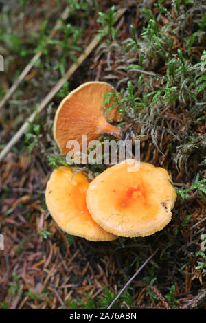 Hygrophoropsis aurantiaca, bekannt als der falsche Pfifferlinge, Wild Mushroom aus Finnland Stockfoto