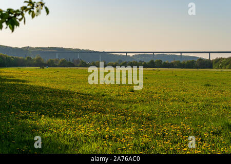 Blick über ein Löwenzahn Wiese in der mintarder Ruhr Tiefland in der Abendsonne, Ruhrgebiet Brücke und das Dorf Mintard im Hintergrund, Deutschland Stockfoto