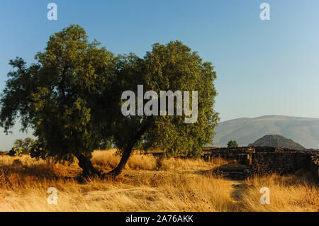 Landschaft von Teotihuacan Mexico mit Pyramiden im Hintergrund Stockfoto