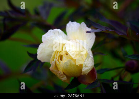 Paeonia suffruticosa, helle gelbe Blume, creme Blume, Baum Pfingstrose, Frühling, Garten, Gärten, RM Floral Stockfoto