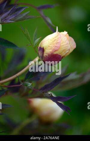 Paeonia suffruticosa, helle gelbe Blume, creme Blume, Baum Pfingstrose, Frühling, Garten, Gärten, RM Floral Stockfoto