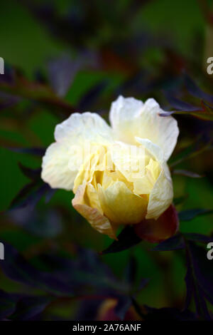 Paeonia suffruticosa, helle gelbe Blume, creme Blume, Baum Pfingstrose, Frühling, Garten, Gärten, RM Floral Stockfoto