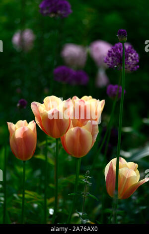 Tulip Daydream daydream, Darwin, tulipa Hybrid, apricot-orange Blumen, Blüte, Frühling, Glühbirnen, RM floral Stockfoto