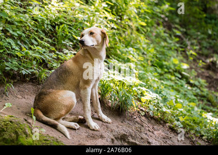 Eine schöne ausgesetzten Hund, mit schönen Augen für die Kamera posieren, mit einer sehr sanften Ausdruck auf seinem Gesicht. Stockfoto