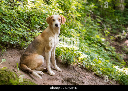 Eine schöne ausgesetzten Hund, mit schönen Augen für die Kamera posieren, mit einer sehr sanften Ausdruck auf seinem Gesicht. Stockfoto