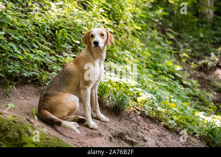 Eine schöne ausgesetzten Hund, mit schönen Augen für die Kamera posieren, mit einer sehr sanften Ausdruck auf seinem Gesicht. Stockfoto