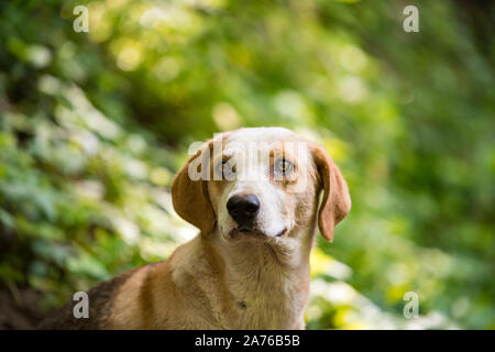 Eine schöne ausgesetzten Hund, mit schönen Augen für die Kamera posieren, mit einer sehr sanften Ausdruck auf seinem Gesicht. Stockfoto