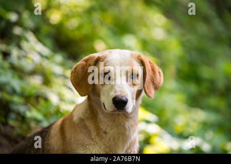 Eine schöne ausgesetzten Hund, mit schönen Augen für die Kamera posieren, mit einer sehr sanften Ausdruck auf seinem Gesicht. Stockfoto