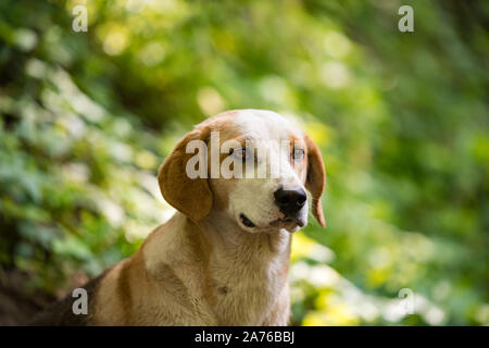 Eine schöne ausgesetzten Hund, mit schönen Augen für die Kamera posieren, mit einer sehr sanften Ausdruck auf seinem Gesicht. Stockfoto