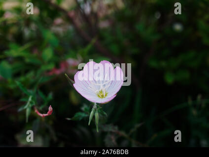 Oenothera speciosa ist eine Pflanzenart aus der Gattung der Nachtkerze allgemein bekannt als pinkladies, rosa Nachtkerze, auffällige Nachtkerze, mexikanische Primrose, Ama Stockfoto