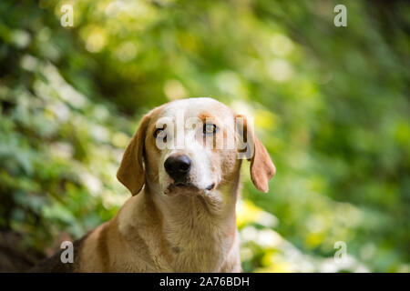 Eine schöne ausgesetzten Hund, mit schönen Augen für die Kamera posieren, mit einer sehr sanften Ausdruck auf seinem Gesicht. Stockfoto