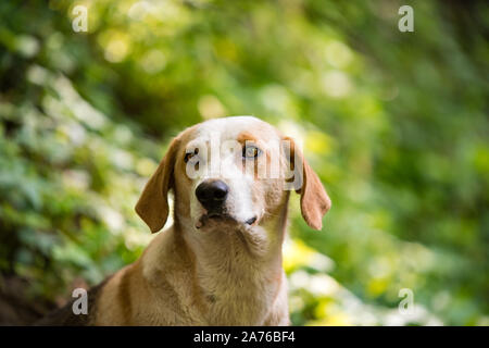 Eine schöne ausgesetzten Hund, mit schönen Augen für die Kamera posieren, mit einer sehr sanften Ausdruck auf seinem Gesicht. Stockfoto