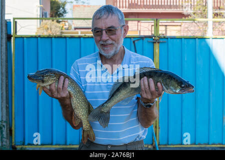 Älterer Mann hält Fisch in der Hand gefangen - Esox lucius und Stizostedion Lucioperca Zander Stockfoto