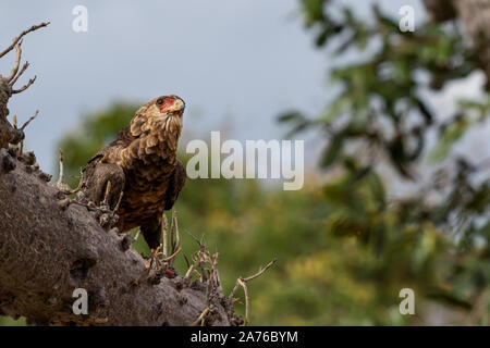 Junge sie Eagle hocken auf einem brach der Baobab Baum im Selous Game Reserve, Tansania Stockfoto