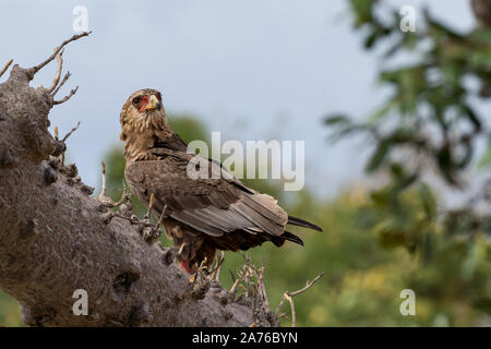 Junge sie Eagle hocken auf einem brach der Baobab Baum im Selous Game Reserve, Tansania Stockfoto