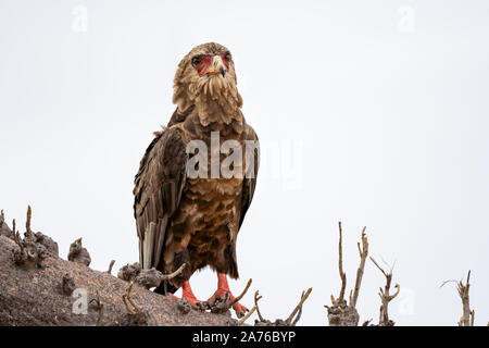 Junge sie Eagle hocken auf einem brach der Baobab Baum im Selous Game Reserve, Tansania Stockfoto