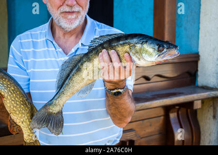 Zander Stizostedion Lucioperca Zander ein älterer Mann hält einen gefangenen Fisch in seiner Hand Stockfoto