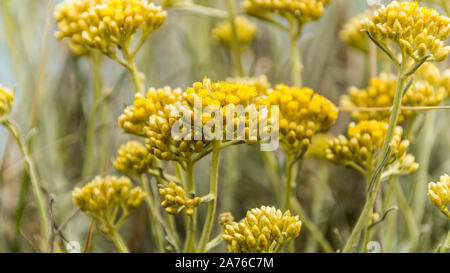 Currykraut im Gargano, Toskana Stockfoto