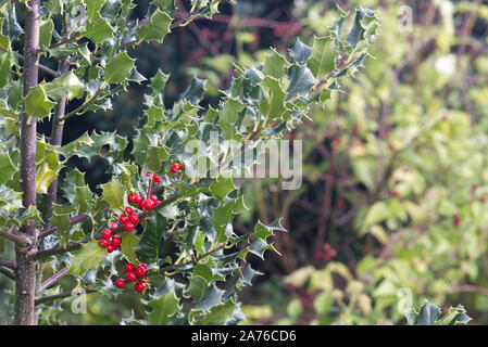 Holly Berry Bush Stockfoto