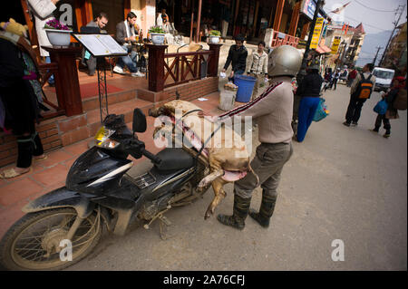 Sapa, Vietnam - 23. März 2011: Vietnamesische Mann, der einen Gefesselt toten Schwein auf seinem Roller, vor dem Restaurant er das Tier verkaufen wartete. Stockfoto