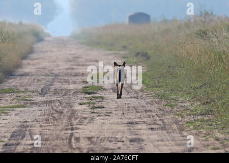 Eine seltene Sichtung einer gefährdeten Roten Wolf in North Carolina, den seltensten Wolf in der Welt Stockfoto
