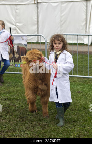 Junge Dame und ihre Highland Kalb in einer auf einem nassen Morgen Stockfoto