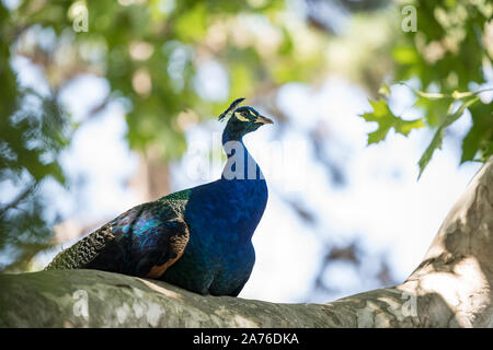 Schöne Pfau, Farbe Dunkelblau, sitzt auf einem Ast und genießen Mittags Stockfoto