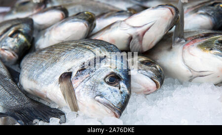 Nahaufnahme auf Wolfsbarsch, frischen Fisch auf einem Markt verkauft. Stockfoto