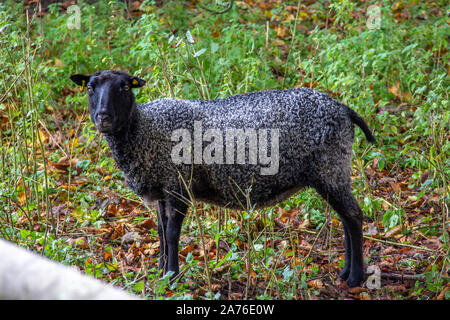 Ein schwarzes Schaf stehend im Profil an der Fotograf, Stockfoto
