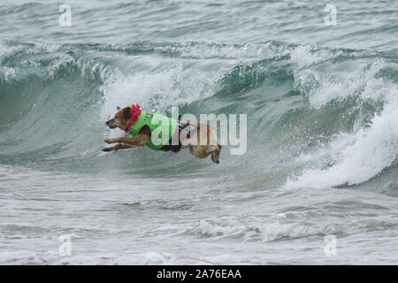 11. jährlichen Surf City Surf Dog Wettbewerb bei Huntington Hundestrand in Huntington Beach, Kalifornien am 28. September 2019 Mit: Atmosphäre, wo: Huntington Beach, Kalifornien, USA, wenn: 28 Sep 2019 Credit: Sheri Determan/WENN.com Stockfoto