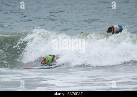 11. jährlichen Surf City Surf Dog Wettbewerb bei Huntington Hundestrand in Huntington Beach, Kalifornien am 28. September 2019 Mit: Atmosphäre, wo: Huntington Beach, Kalifornien, USA, wenn: 28 Sep 2019 Credit: Sheri Determan/WENN.com Stockfoto