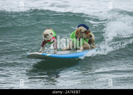 11. jährlichen Surf City Surf Dog Wettbewerb bei Huntington Hundestrand in Huntington Beach, Kalifornien am 28. September 2019 Mit: Atmosphäre, wo: Huntington Beach, Kalifornien, USA, wenn: 28 Sep 2019 Credit: Sheri Determan/WENN.com Stockfoto