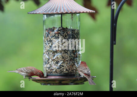 Nahaufnahme von zwei violette Finken essen in einem futterhaus in einem Hinterhof in Wisconsin, USA Stockfoto