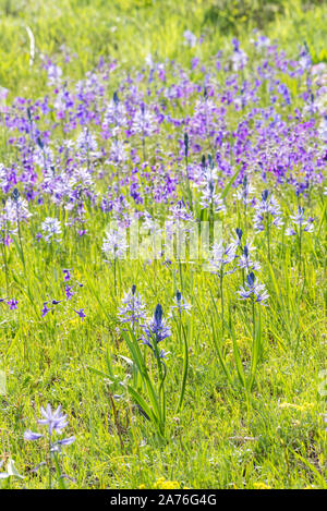 Camas und larkspur in einer Wiese, Wallowa - Whitman National Forest, Oregon. Stockfoto