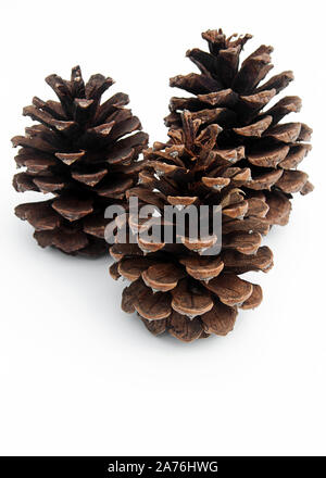 3 Kiefernzapfen auf hellem Hintergrund mit Raum für Text isoliert. Stockfoto