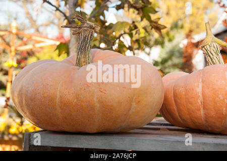 Licht orange Kürbis im Freien noch leben, sitzen auf einem hölzernen Kiste mit Herbstlaub im Hintergrund. Klassische Herbst im Freien Szene. Stockfoto
