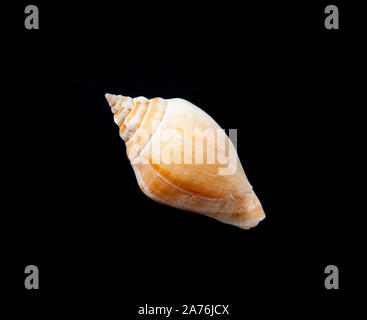 Leichte Bräunung seashell Isolierte schwarze Hintergrund, in diagonaler Ausrichtung gelegt. Natur Details dieser Nahaufnahme. Stockfoto