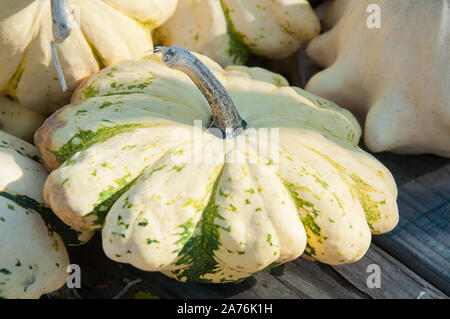Pattypan squash Weiß und Grün mit gezacktem Rand. Ernte Gemüse classic für Herbst und im Herbst Mahlzeiten und Dekor. Stockfoto
