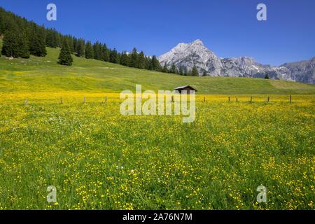 Walder-Alm, dahinter Karwendelgebirge, Gnadenwald, Tirol, Österreich Stockfoto