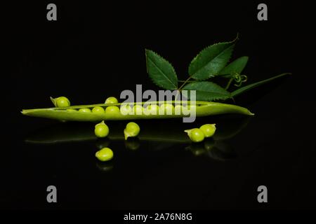 Wild Flachbild pea (Lathyrus sylvestris), Berlin, Deutschland Stockfoto